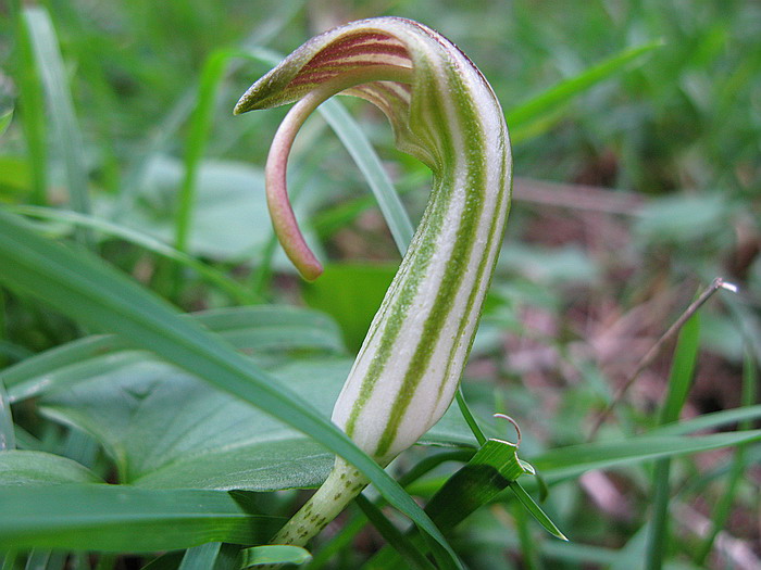 Arisarum vulgare / Arisaro comune